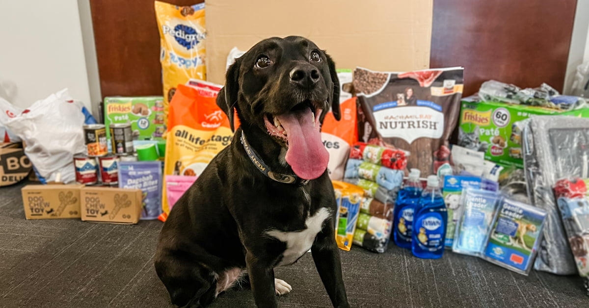 Zoey, our Chief Barketing Officer at AtNetPlus, in front of a drive collected by us for Paws and Prayers in Stow, Ohio. Our Story of supporting northeast ohio communities.